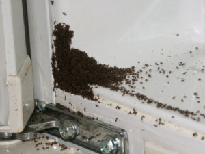 Как правильно бороться с муравьями