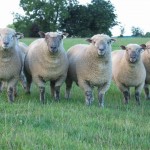 Различные овцы мясной породы и их черты.