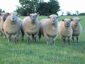 овцы мясной породы